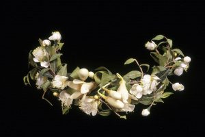 1889 bridal wreath